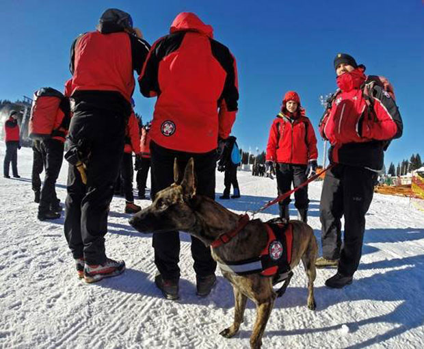 ВАЖАН ЧЛАН ГОРСКЕ СЛУЖБЕ СПАСАВАЊА: Мешанац Шиба све врати на прави пут